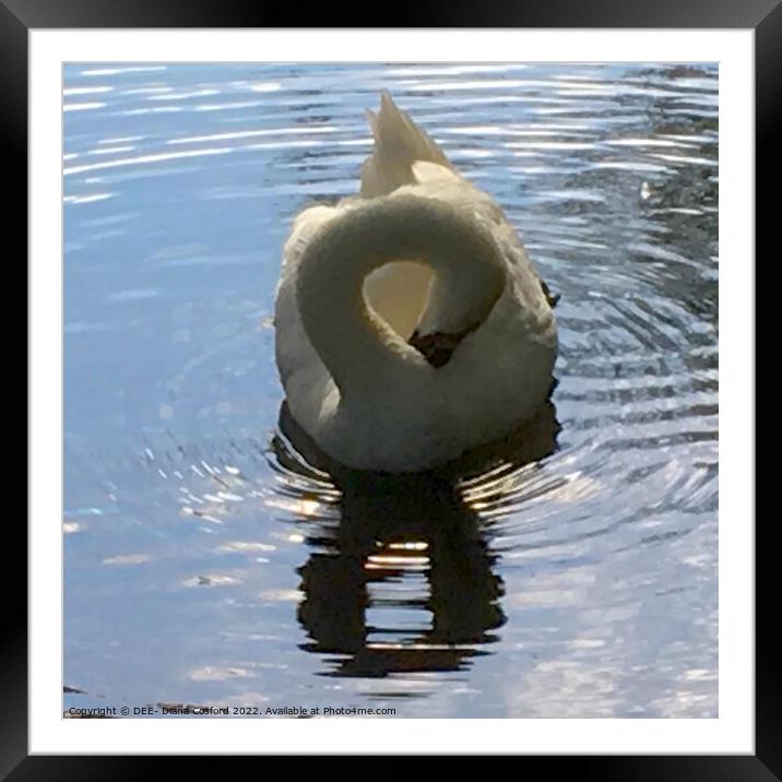 Figure of Eight Swan Framed Mounted Print by DEE- Diana Cosford