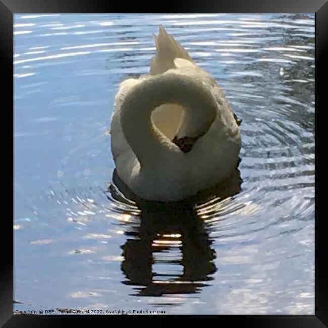 Figure of Eight Swan Framed Print by DEE- Diana Cosford