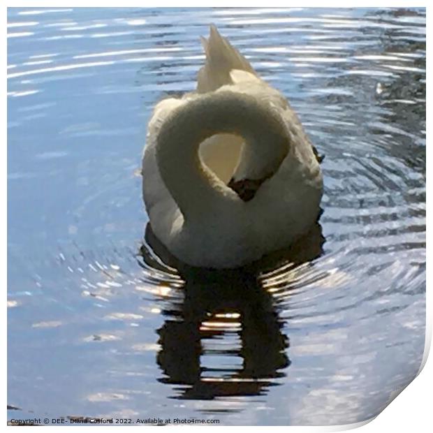 Figure of Eight Swan Print by DEE- Diana Cosford