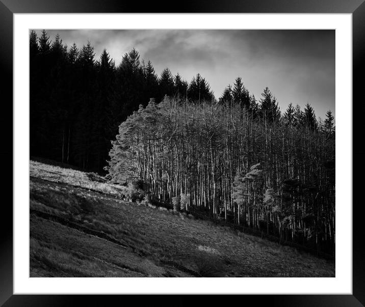Winter trees Framed Mounted Print by David McCulloch