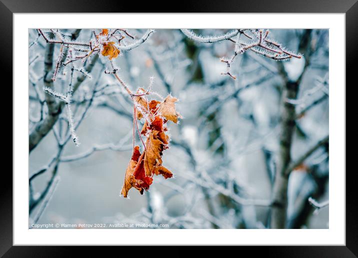 Frozen lone autumn leaf on a bare tree branch. Framed Mounted Print by Plamen Petrov