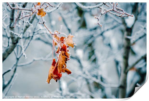 Frozen lone autumn leaf on a bare tree branch. Print by Plamen Petrov