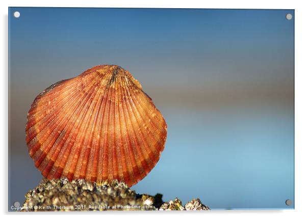 Orange Sea Shell Acrylic by Keith Thorburn EFIAP/b