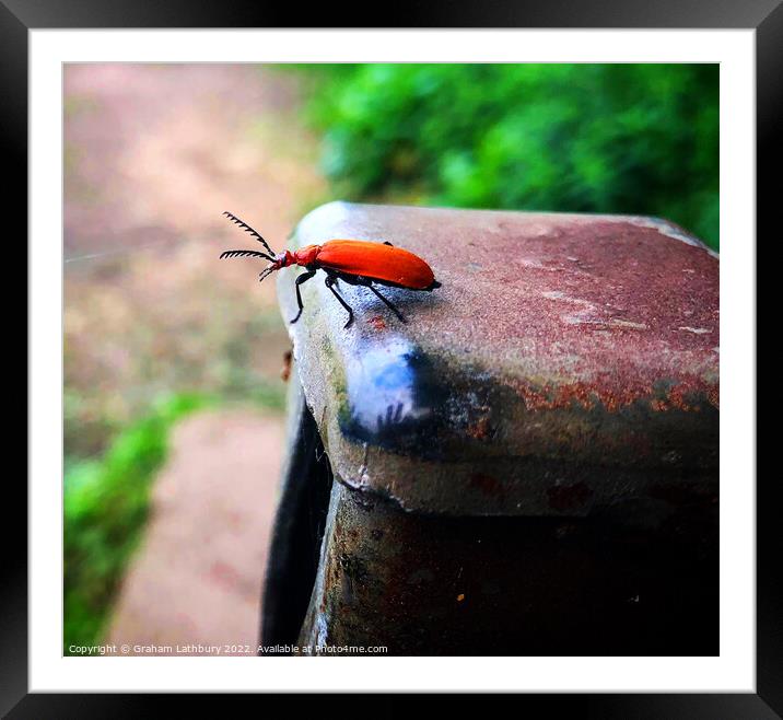 Red-Headed Cardinal Beetle Framed Mounted Print by Graham Lathbury