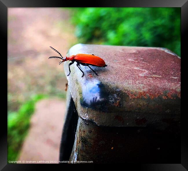 Red-Headed Cardinal Beetle Framed Print by Graham Lathbury