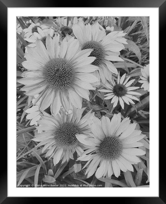 Large Aster Flower Framed Mounted Print by Elaine Anne Baxter