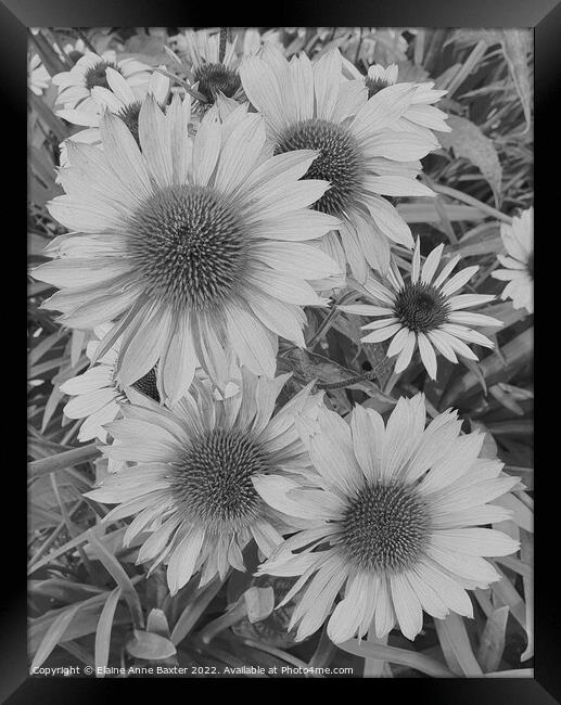 Large Aster Flower Framed Print by Elaine Anne Baxter