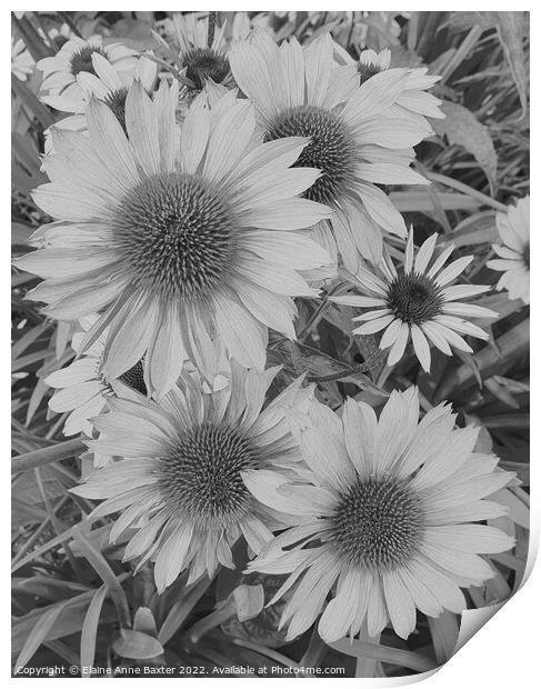 Large Aster Flower Print by Elaine Anne Baxter