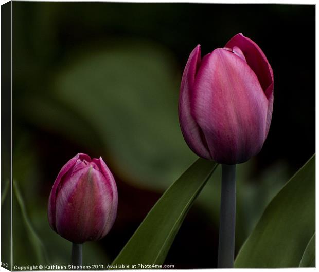 Two Tulips Canvas Print by Kathleen Stephens