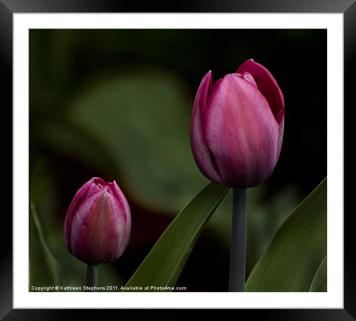 Two Tulips Framed Mounted Print by Kathleen Stephens