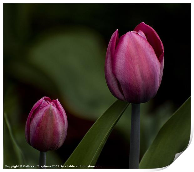 Two Tulips Print by Kathleen Stephens