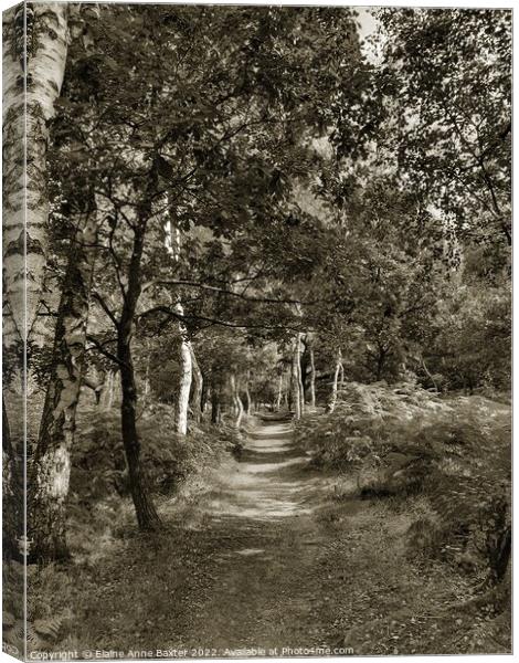 Forest Trail, Sherwood Forest Canvas Print by Elaine Anne Baxter