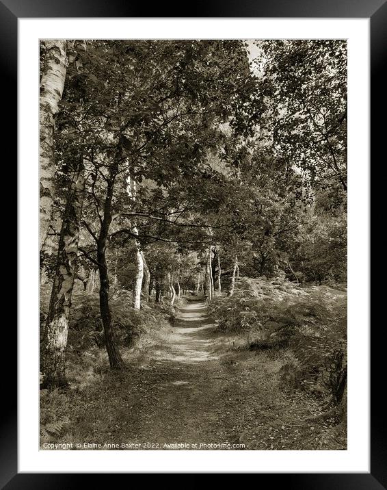 Forest Trail, Sherwood Forest Framed Mounted Print by Elaine Anne Baxter