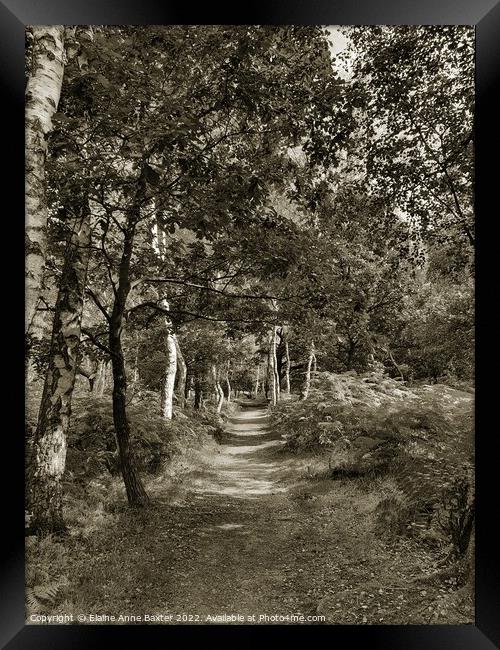 Forest Trail, Sherwood Forest Framed Print by Elaine Anne Baxter