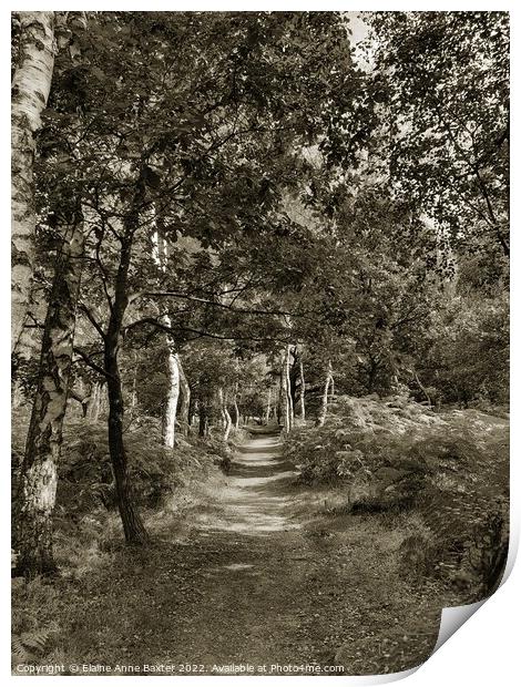 Forest Trail, Sherwood Forest Print by Elaine Anne Baxter