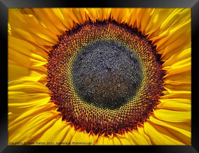 Helianthus Sunflower Centre Framed Print by Helkoryo Photography