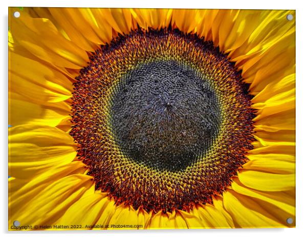 Helianthus Sunflower Centre Acrylic by Helkoryo Photography