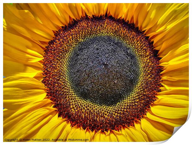 Helianthus Sunflower Centre Print by Helkoryo Photography