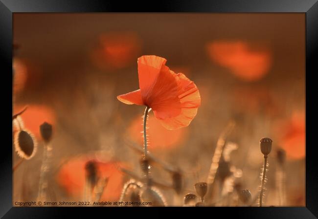 sunlit poppy Framed Print by Simon Johnson