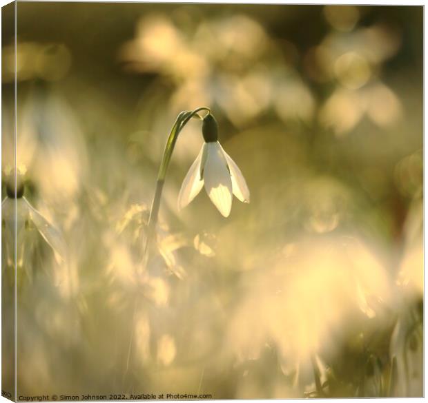  Sunlit snowdrop flower Canvas Print by Simon Johnson