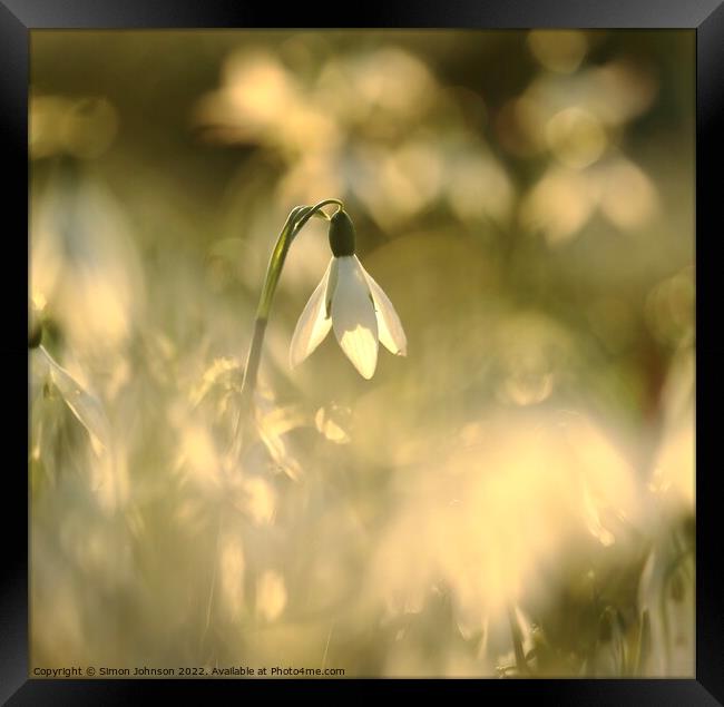  Sunlit snowdrop flower Framed Print by Simon Johnson