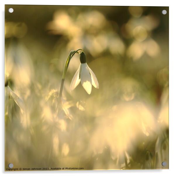  Sunlit snowdrop flower Acrylic by Simon Johnson