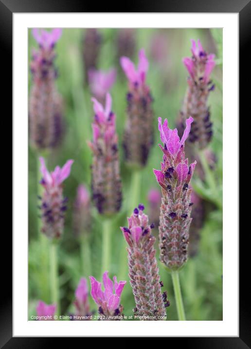 French lavender flowers close up Framed Mounted Print by Elaine Hayward