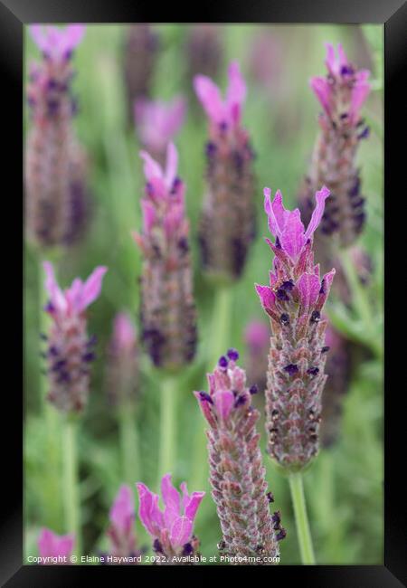 French lavender flowers close up Framed Print by Elaine Hayward