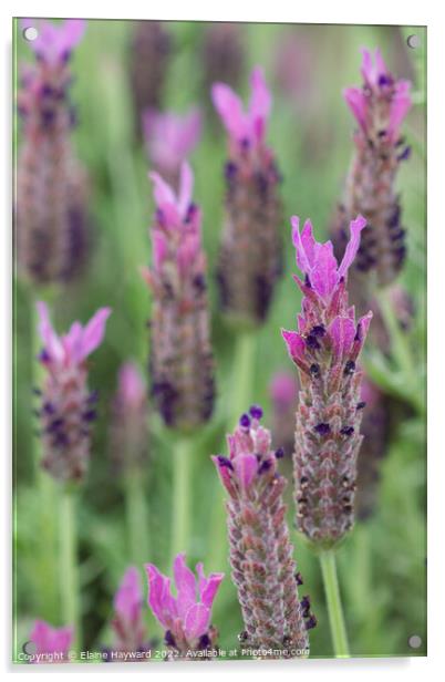 French lavender flowers close up Acrylic by Elaine Hayward