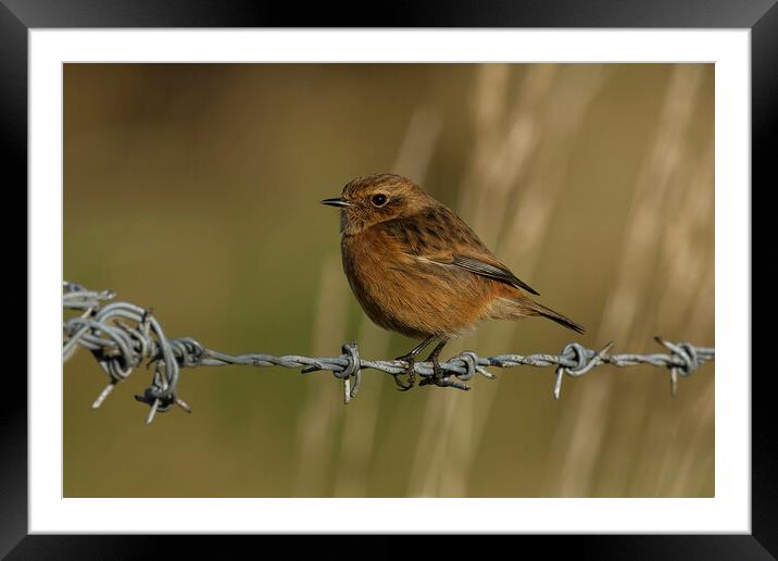Stonechat female on a wire, Liverpool England Framed Mounted Print by Russell Finney