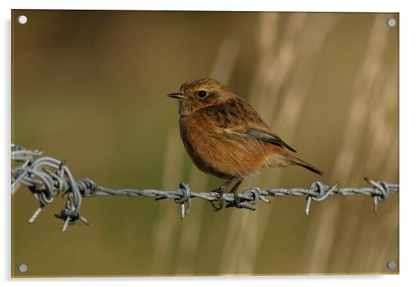 Stonechat female on a wire, Liverpool England Acrylic by Russell Finney