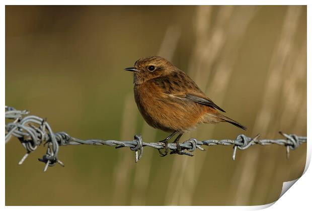 Stonechat female on a wire, Liverpool England Print by Russell Finney