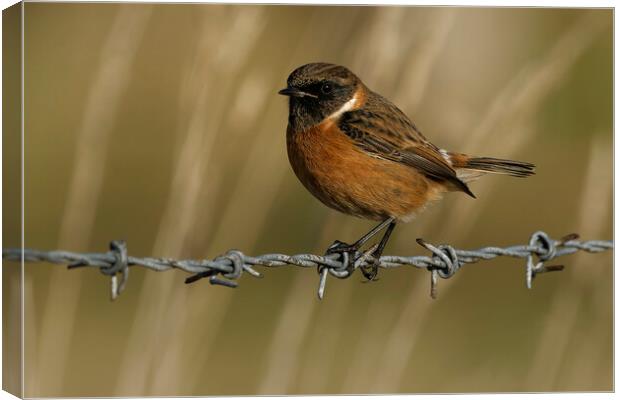 Stonechat male on barbed wire, Liverpool England Canvas Print by Russell Finney
