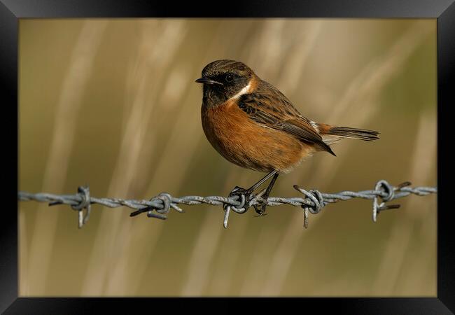 Stonechat male on barbed wire, Liverpool England Framed Print by Russell Finney