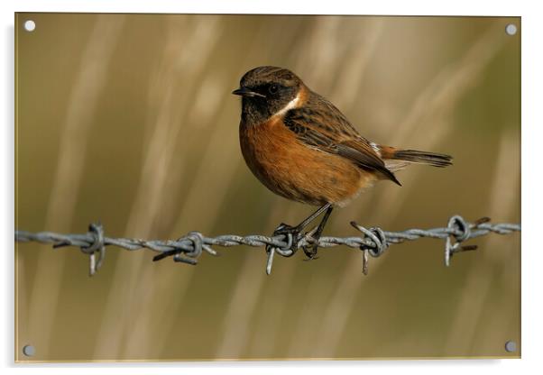 Stonechat male on barbed wire, Liverpool England Acrylic by Russell Finney