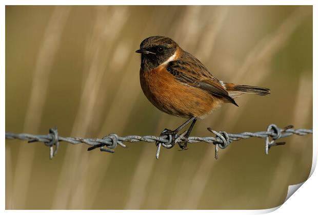 Stonechat male on barbed wire, Liverpool England Print by Russell Finney