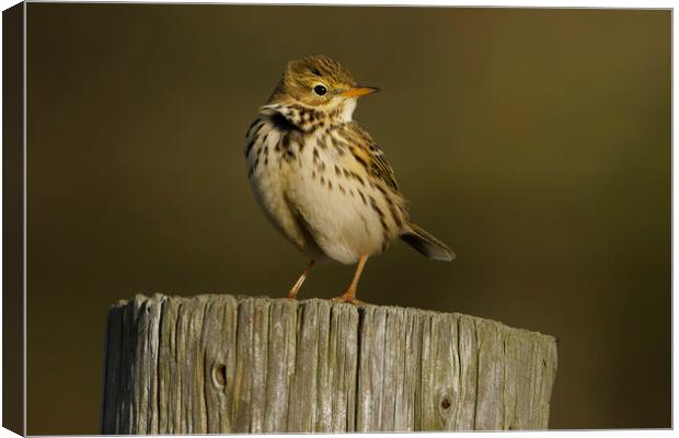 Meadow pipit in the sunset, Liverpool England Canvas Print by Russell Finney