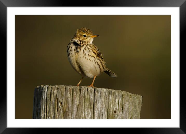 Meadow pipit in the sunset, Liverpool England Framed Mounted Print by Russell Finney