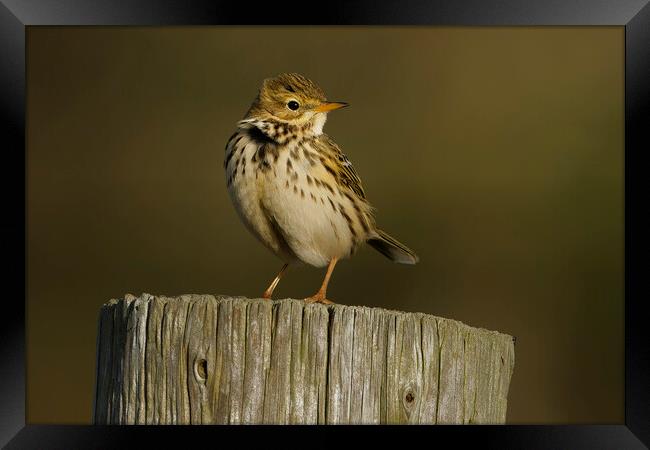 Meadow pipit in the sunset, Liverpool England Framed Print by Russell Finney