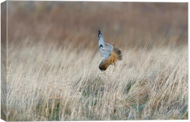 Hort Eared Owl diving for prey, Liverpool England Canvas Print by Russell Finney