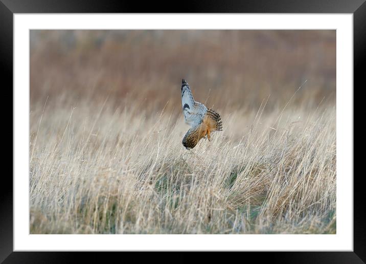 Hort Eared Owl diving for prey, Liverpool England Framed Mounted Print by Russell Finney