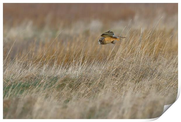 Short Eared Owl with prey, Liverpool England Print by Russell Finney