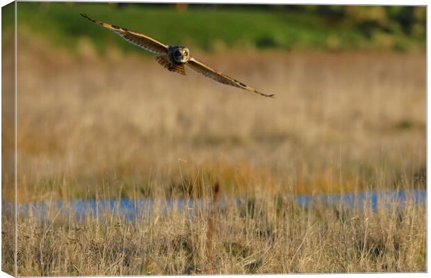 Short Eared Owl flying over field, Liverpool  Canvas Print by Russell Finney