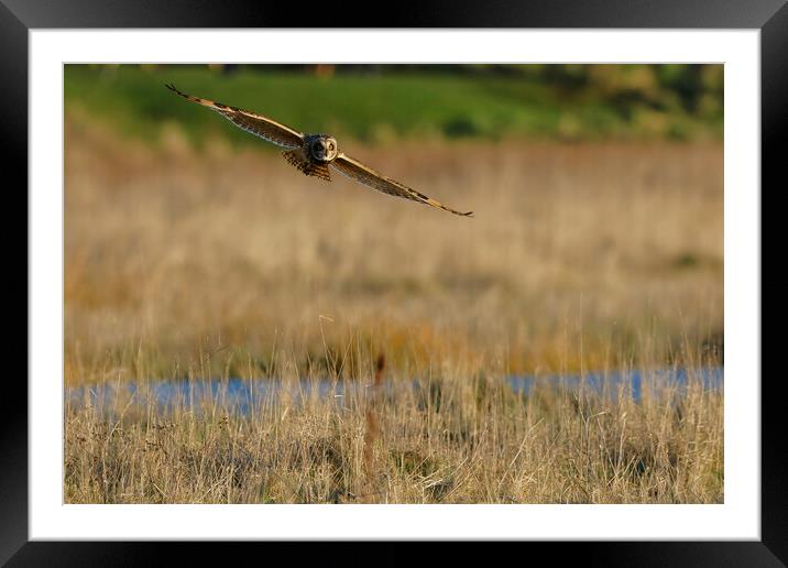 Short Eared Owl flying over field, Liverpool  Framed Mounted Print by Russell Finney