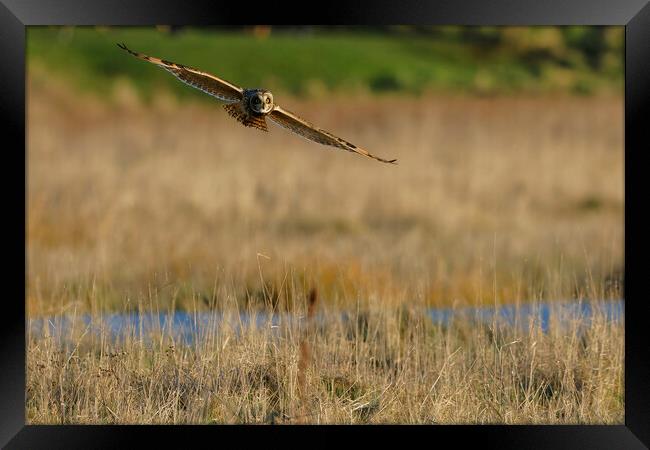 Short Eared Owl flying over field, Liverpool  Framed Print by Russell Finney
