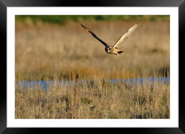 Short Eared Owl quartering field, Liverpool Framed Mounted Print by Russell Finney