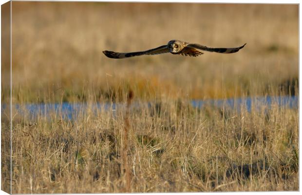 Short Eared Owl, Liverpool England Canvas Print by Russell Finney
