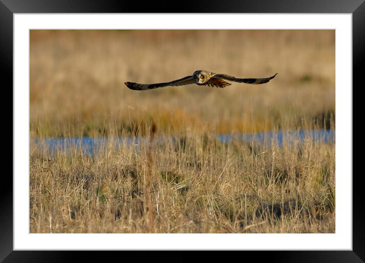 Short Eared Owl, Liverpool England Framed Mounted Print by Russell Finney