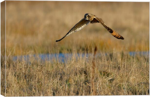 Short Eared Owl, Liverpool England Canvas Print by Russell Finney