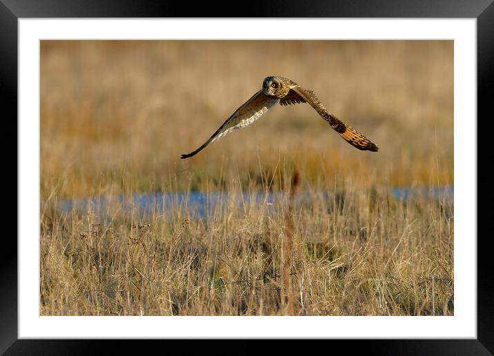 Short Eared Owl, Liverpool England Framed Mounted Print by Russell Finney